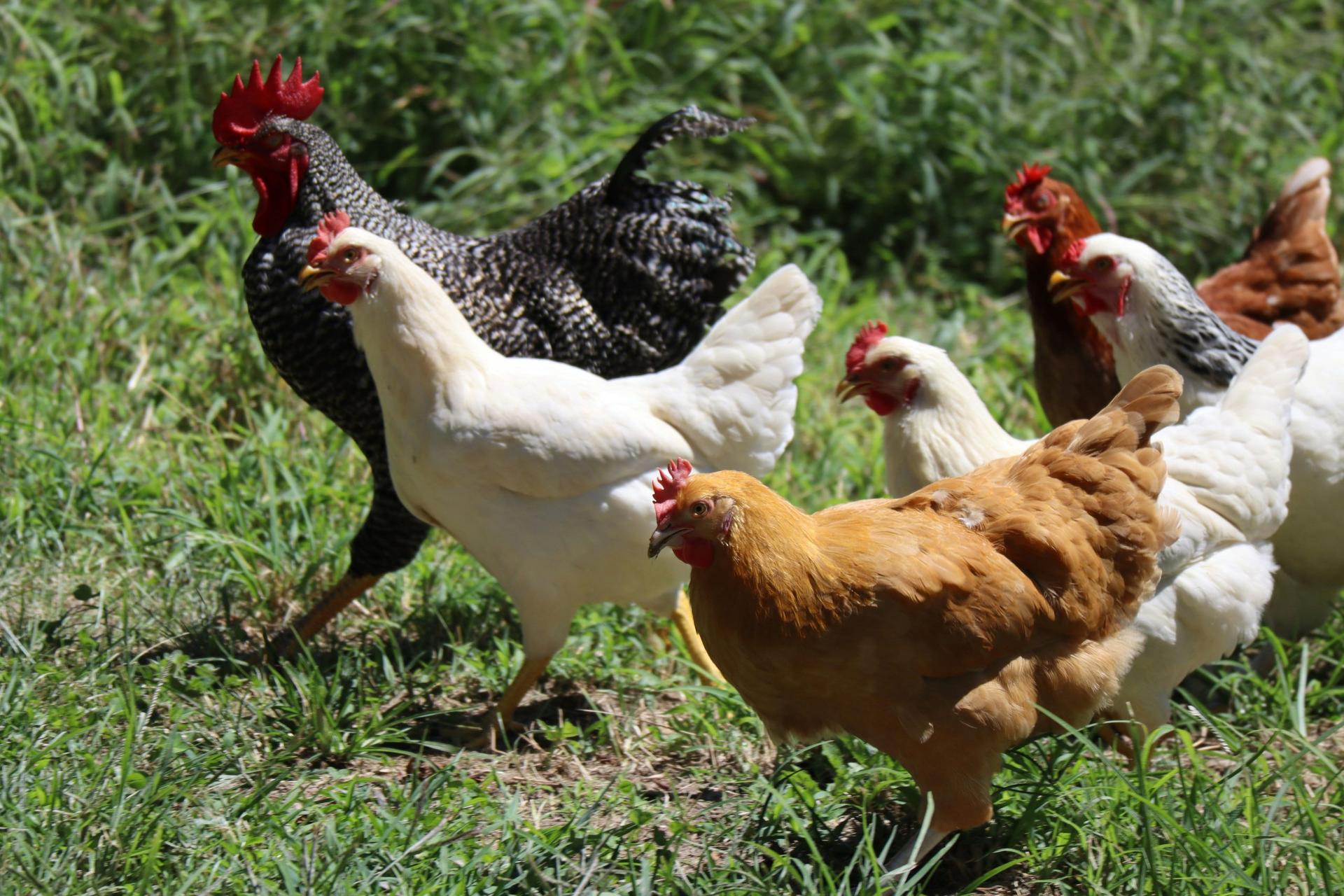 DATCP confirms case of avian influenza in Racine County